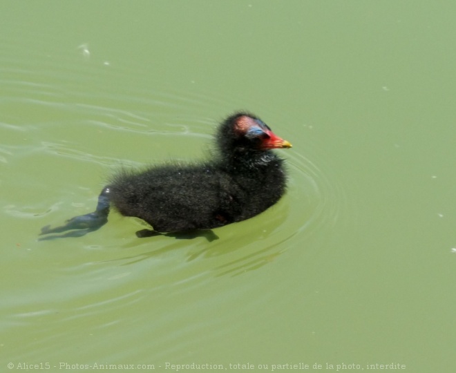 Photo de Poule d'eau