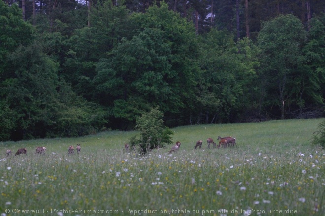 Photo de Biche