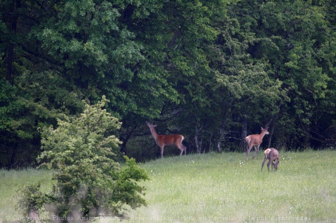 Photo de Biche