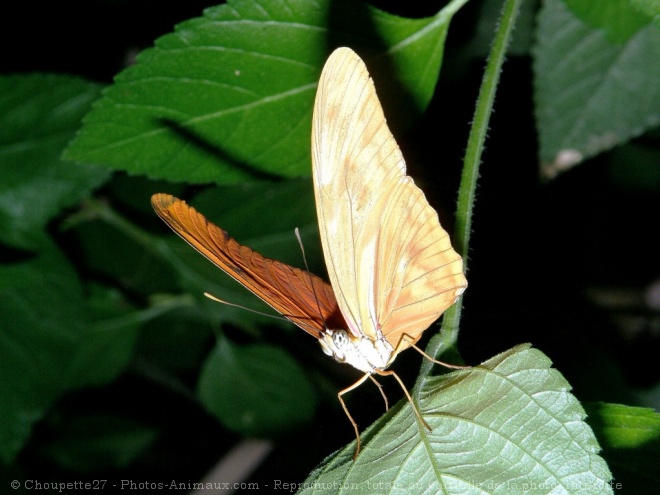 Photo de Papillon