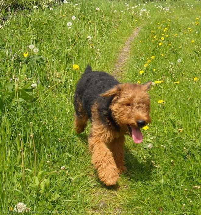 Photo d'Airedale terrier