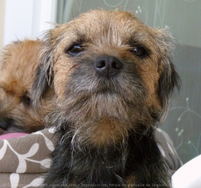 Photo de Border terrier