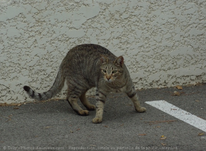 Photo de Chat domestique