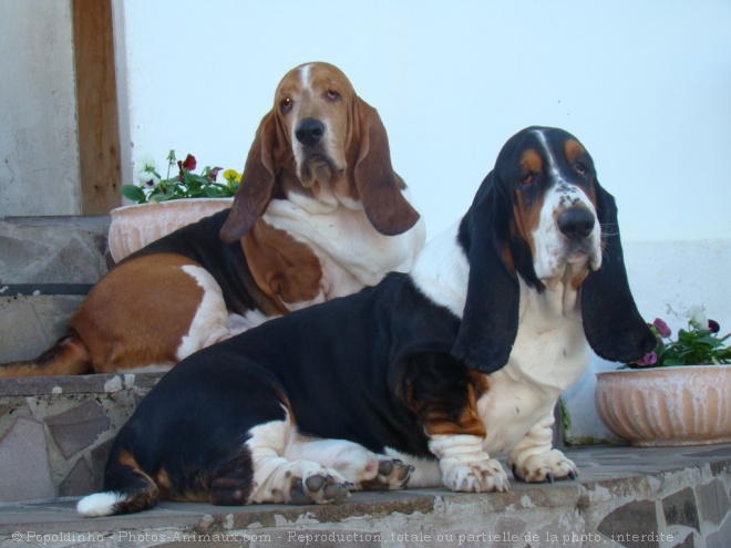 Photo de Basset hound