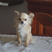 Photo de Chihuahua  poil long