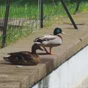 Photo de Canard colvert