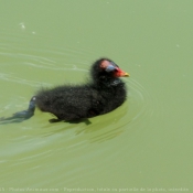 Photo de Poule d'eau