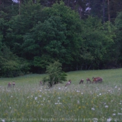 Photo de Biche