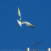 Photo de Mouette