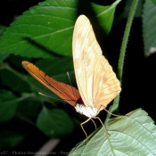 Photo de Papillon