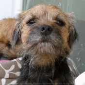 Photo de Border terrier