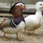 Photo de Canard mandarin