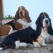 Photo de Basset hound