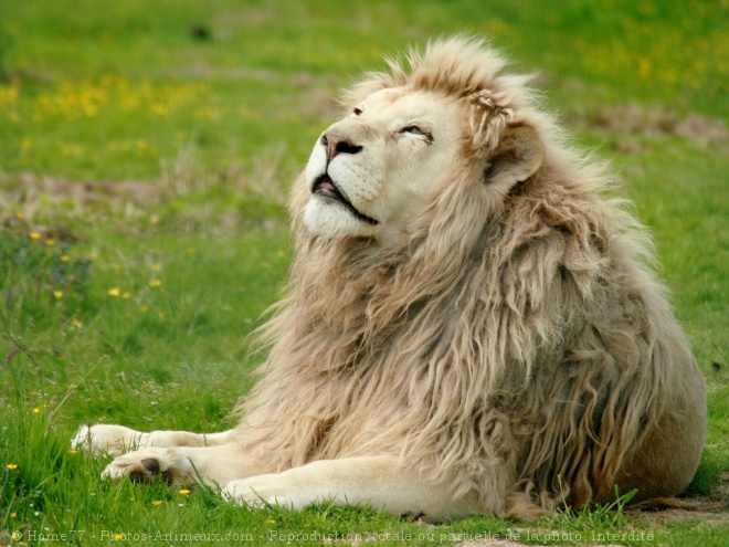 Photo de Lion