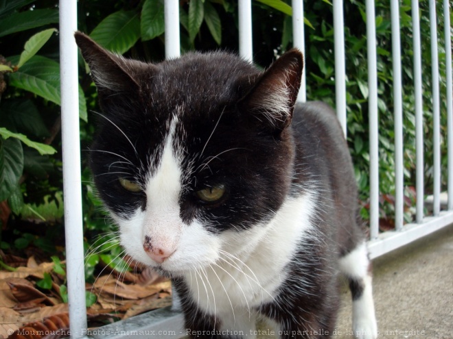 Photo de Chat domestique