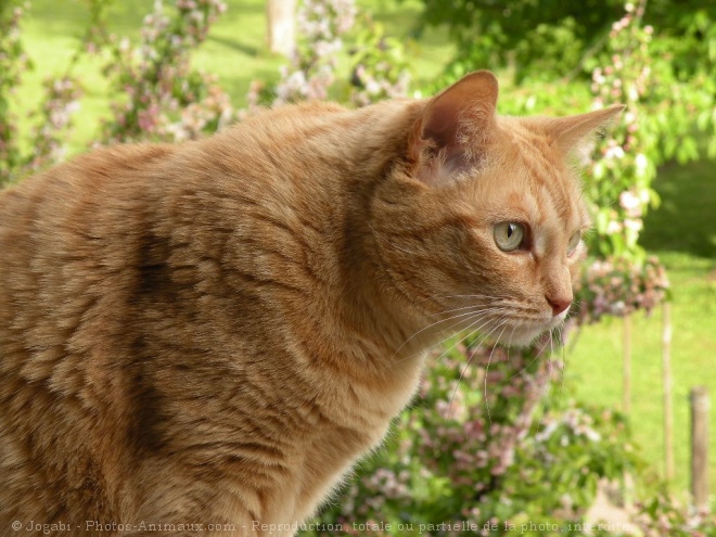 Photo de Chat domestique