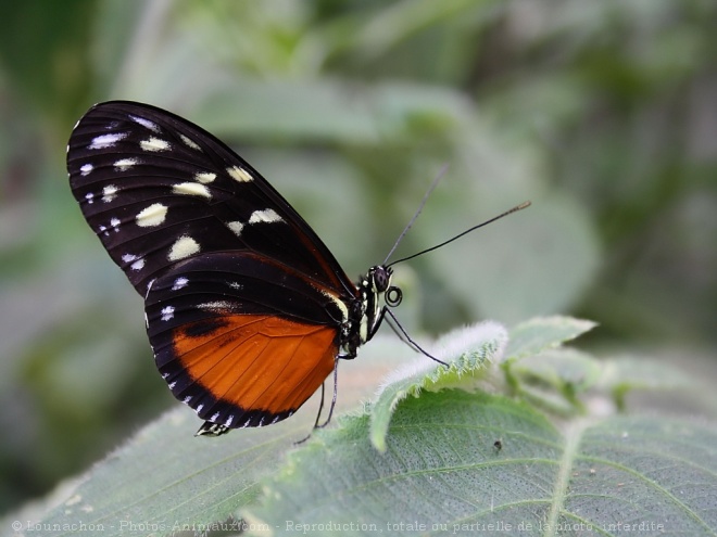 Photo de Papillon