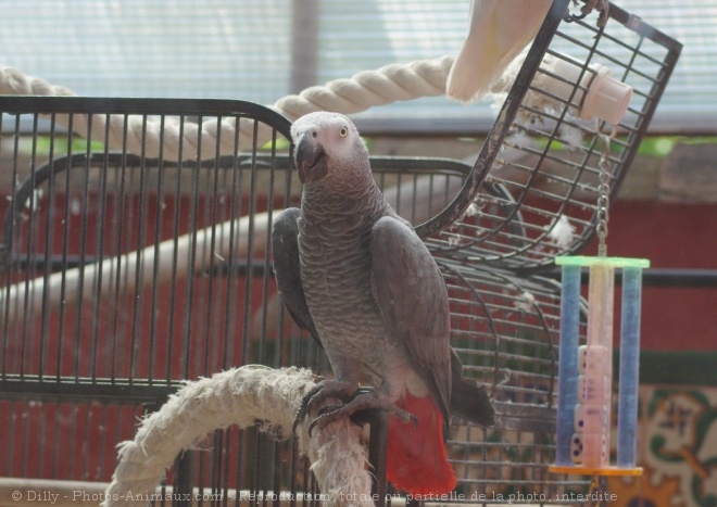 Photo de Perroquet - gris du gabon