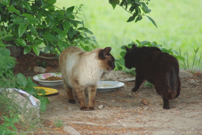 Photo de Chat domestique