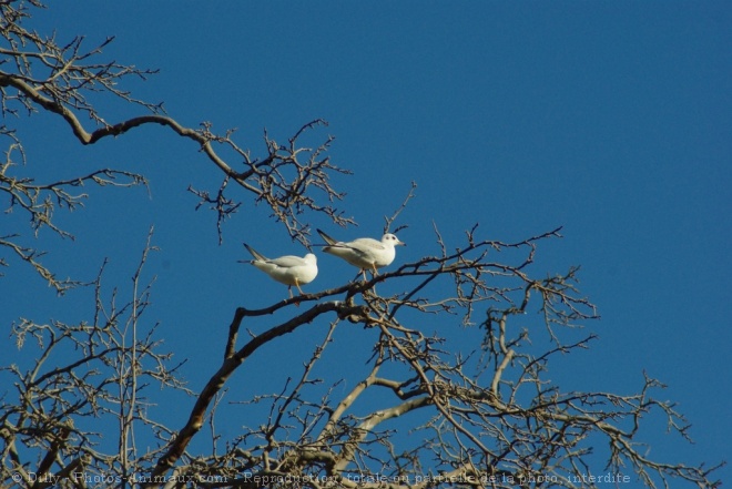 Photo de Mouette