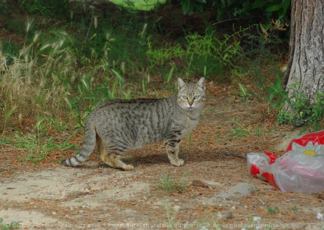 Photo de Chat domestique