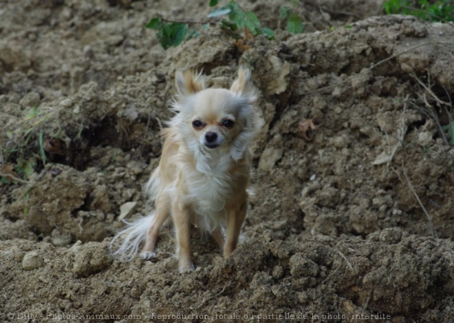 Photo de Chihuahua  poil long