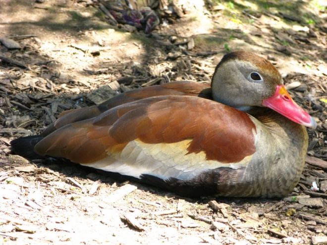 Photo de Canard dendrocygne