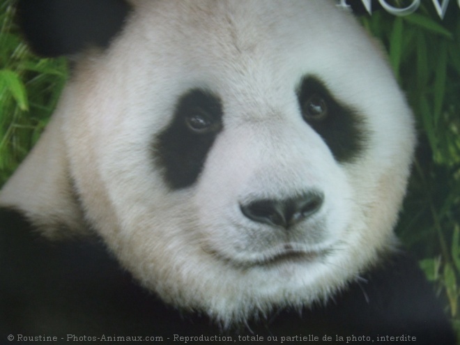 Photo de Panda