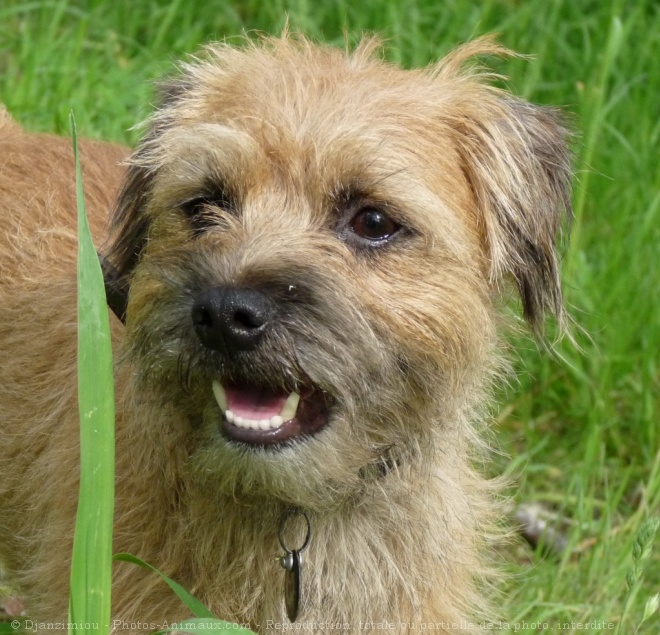 Photo de Border terrier