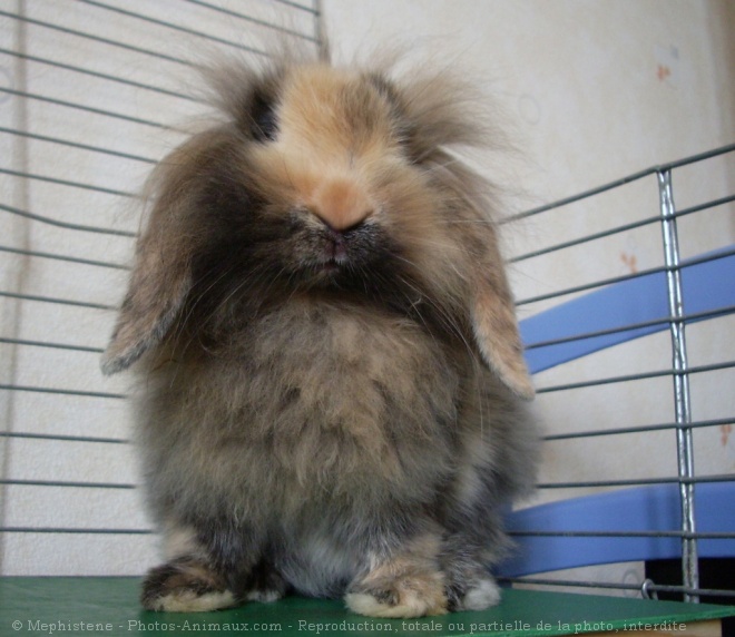 Photo de Lapin