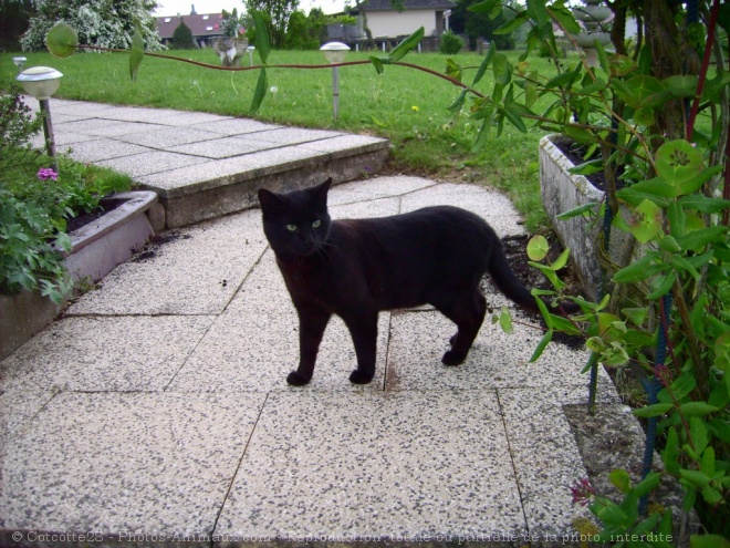 Photo de Chat domestique