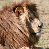 Photo de Lion