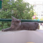 Photo de Chartreux