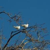 Photo de Mouette