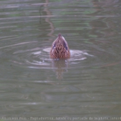 Photo de Canard colvert