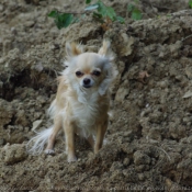 Photo de Chihuahua  poil long