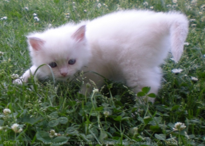 Photo de Ragdoll