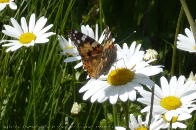 Photo de Papillon