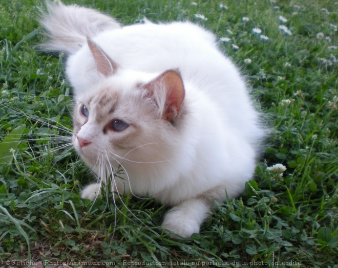 Photo de Ragdoll