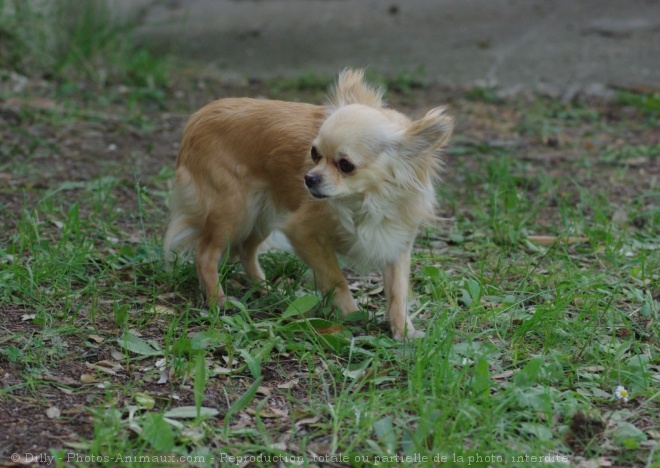 Photo de Chihuahua  poil long