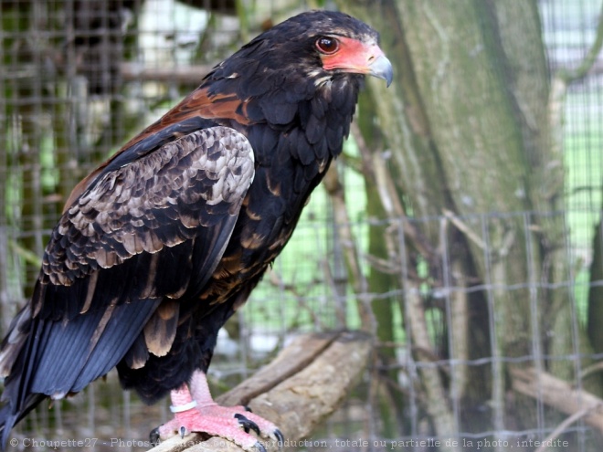 Photo d'Aigle - bateleur des savanes