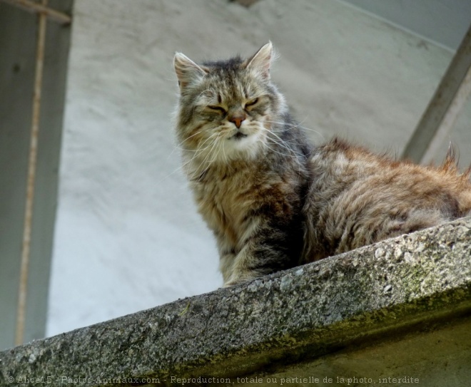 Photo de Chat domestique