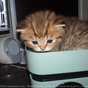 Photo de British shorthair