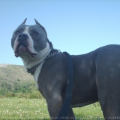 Photo d'American staffordshire terrier