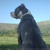 Photo d'American staffordshire terrier