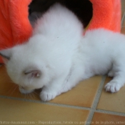 Photo de Ragdoll