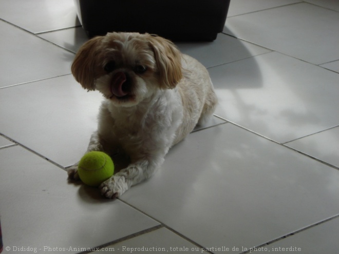 Photo de Shih tzu