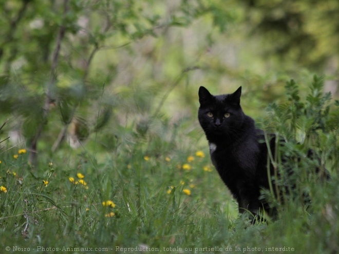 Photo de Chat domestique