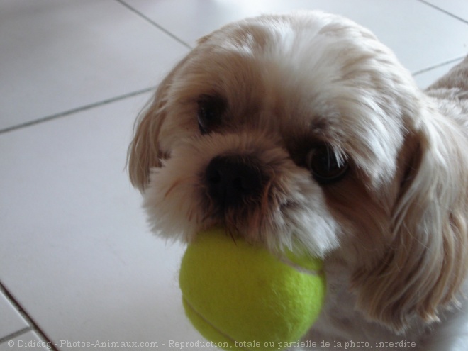 Photo de Shih tzu