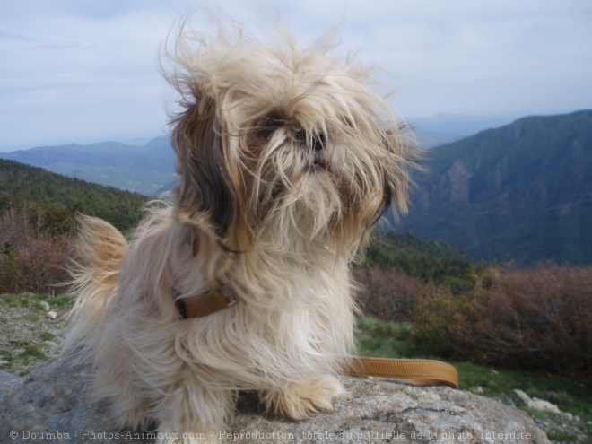 Photo de Shih tzu